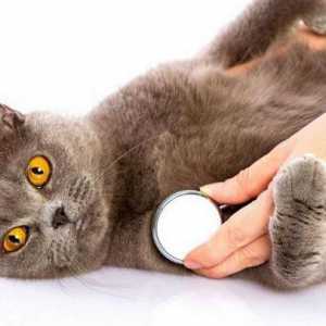 Как да направите котка инжекция в холката: стъпка по стъпка инструкции и препоръки