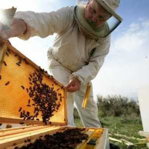 Как да си направим пчелна опашка: стъпка по стъпка инструкция