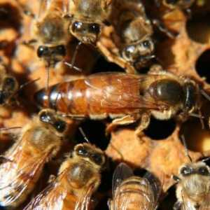 Как да си направим пчелна опашка: съвети за начинаещия пчелар