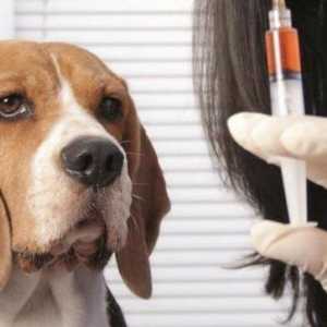 Как да направите правилното мускулно инжектиране на куче?