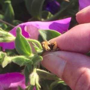 Как да събирате семена от петуния от цъфтящи растения