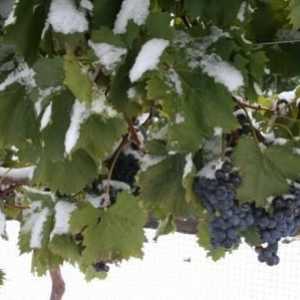 Как да запазим лозата в студа: подслон на грозде за зимата