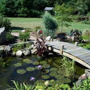 Как да създадете декоративно езерце в градината със собствените си ръце