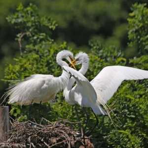 Как птиците се съединят? Характеристики на репродуктивната система