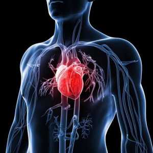 Как да укрепим сърцето? Кардиолог съвет и три основни стъпки към здраво сърце