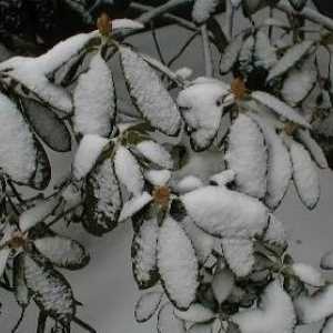 Как да покрием рододендроните за зимата е вярно