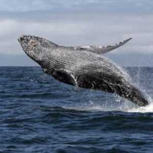 Как китовете умират и защо се случва това? Кой е виновен за смъртта на тези животни?