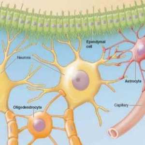 Как е нервната клетка? Клетки на нервната система