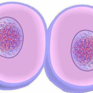 В резултат на митозата се образуват нови клетки: характеристиките и значимостта на процеса