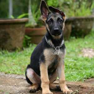 Как да изберем кученца от немски овчар? Съвети за работа с кучета. Как изглеждат кученцата…