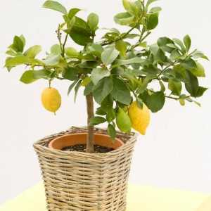 Как да растем лимони у дома: тайните на успеха