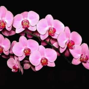 Как да отглеждаме орхидеи у дома? Тайните на грижа за тези изящни цветя