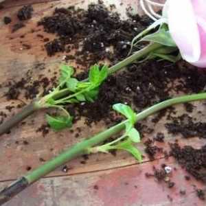 Как да растем рози от рязани цветя: съвети за градинари