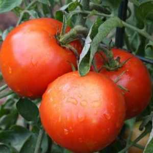 Как да се отглеждат доматите "сто дупки"?