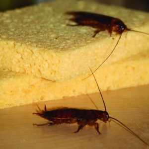 Как да премахнете хлебарки и какво да използвате за това?