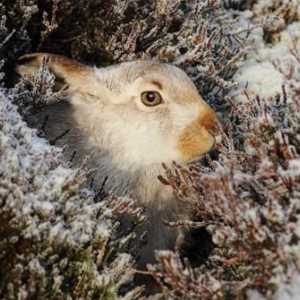 Как се подготвя заекът за зимата, какво прави той, за да оцелее?