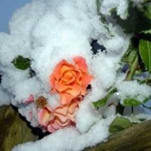 Как да затворите розите за зимата: съвети за цветя