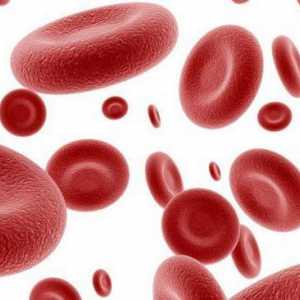 Как се нарича течната част от кръвта?