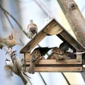 Как да помогнем на птиците през зимата? Ще разберем!