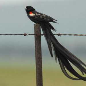 Коя птица има дълга опашка: рейтинг