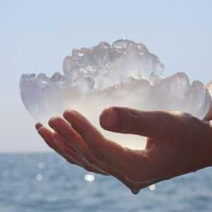 Какви са най-отровните медузи в света?
