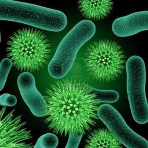 Кои бактерии са патогени? Бактерии и хора