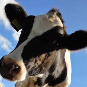 Какви са породите крави? Колко струва една крава?