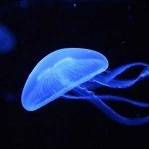 Какви са типовете медузи? Основните сортове морски и сладководни медузи