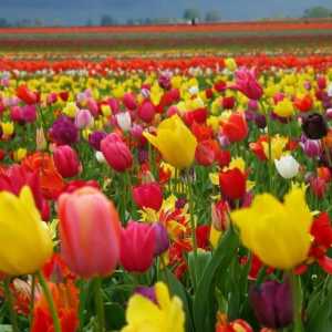 Какви цветя цъфтят през май: списък и снимки