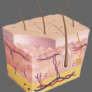 Какви клетки покриват повърхността на кожата? Структура на кожата
