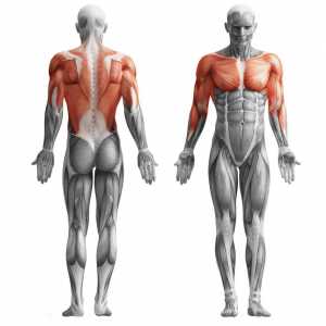 Какви мускули работят, когато дърпате бара - описание, набор от упражнения и рецензии