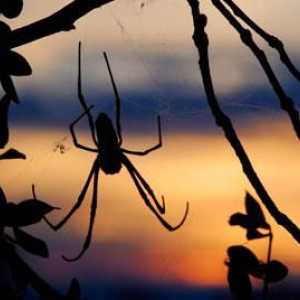 Какви са характеристиките на структурата и поведението на паяка-кръст. Характеристики на паяк-кръст