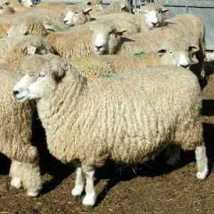 Какъв вид овце се отглеждат в Русия