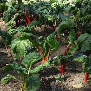 Какви зеленчуци могат да бъдат засадени на сянка - тайните на градинарството