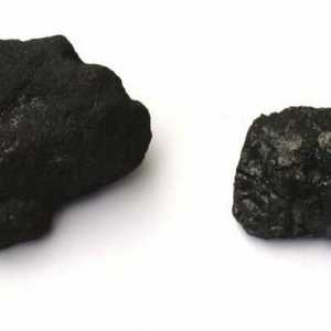 Какви минерали са били образувани от древните растения? Основни минерали