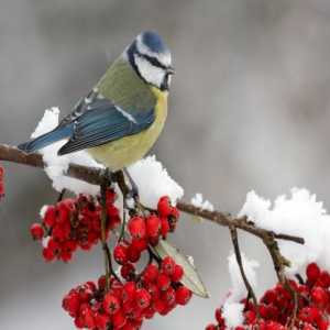 Кои птици са оставени да зимуват в Русия