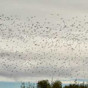 Кои птици летят на юг през есента? Ще разберем!