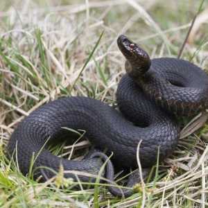 Кои са най-отровните змии в света: снимки, имена