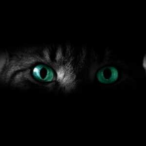 Каква е визията на котката - цвят или черно-бяло? Светът през очите на котка