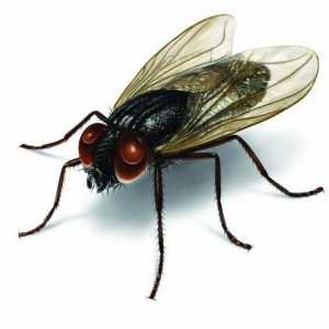 Какъв аромат се страхува от мухи: полезни съвети