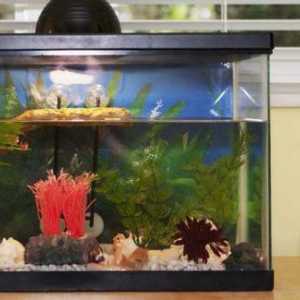Кой е най-добрият филтър за избор на аквариум?