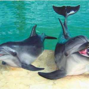 Кой Сочи делфинариум е най-добрият?