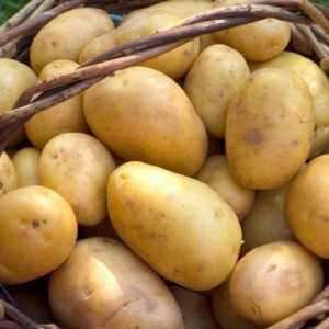 Какъв вид плод има картофите? Плодове от солариум