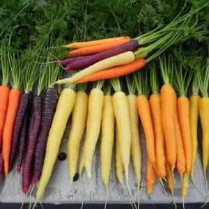 Какъв витамин се намира в морковите в големи количества?