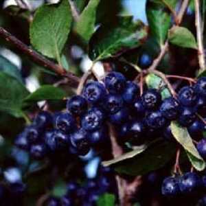 Какво е използването на chokeberry ashberry?