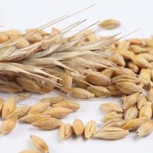 Каква е "професията" на зърнените култури в екосистемата: особеностите на структурата на…