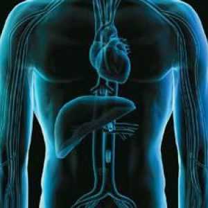 Каква е ролята на черния дроб в човешкото тяло? Ролята на черния дроб в процеса на храносмилането