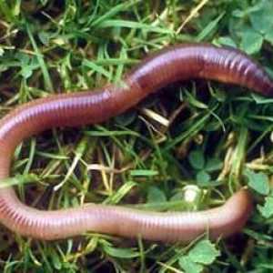 Какви са ползите от земните червеи? Как се размножават?
