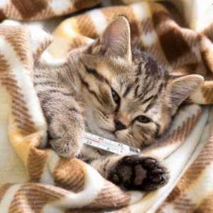 Калцевирусна инфекция при котки: симптоми и лечение