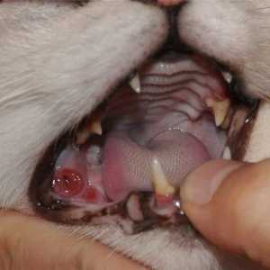 Карцитовирус при котки: симптоми и лечение